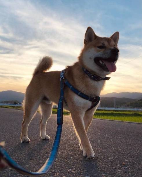 モデル魂のある柴犬