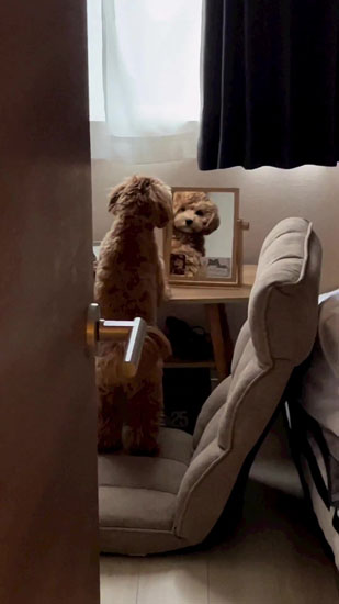 動かないちゅこちゃん