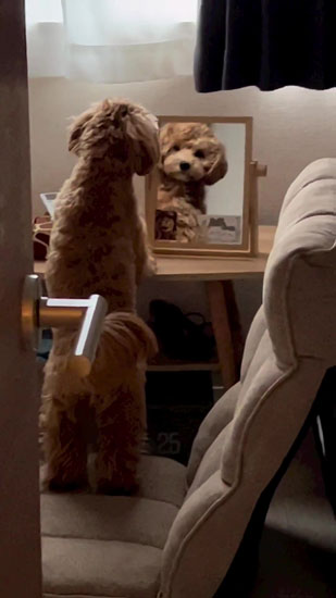 飼い主さんと目が合うちゅこちゃん