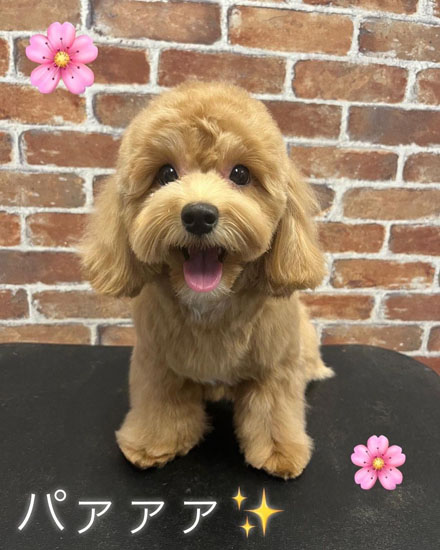 笑顔のちゅこちゃん