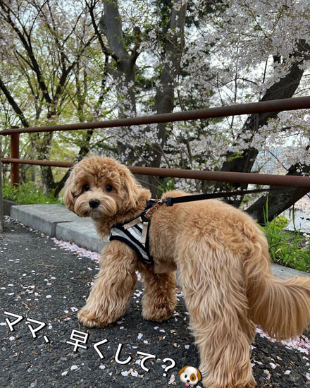 散歩中のちゅこちゃん