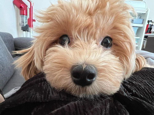 キラキラ目のちゅこちゃん