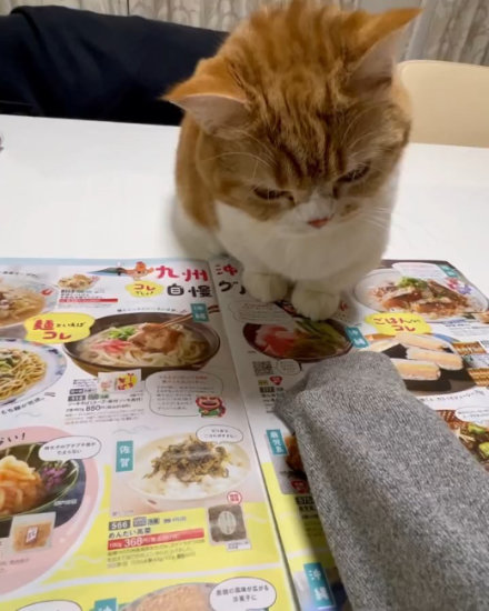 猫ハラねこ