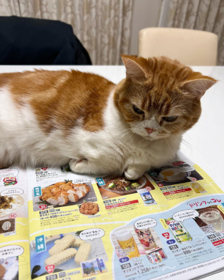 カタログを見る猫