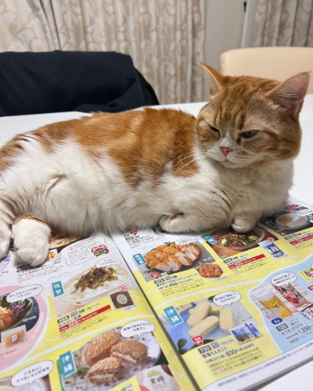 カタログにのった猫
