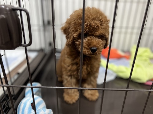 売れ残っていたトイプー