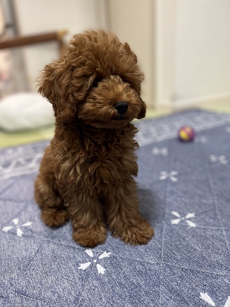 病気を患っていたトイプー