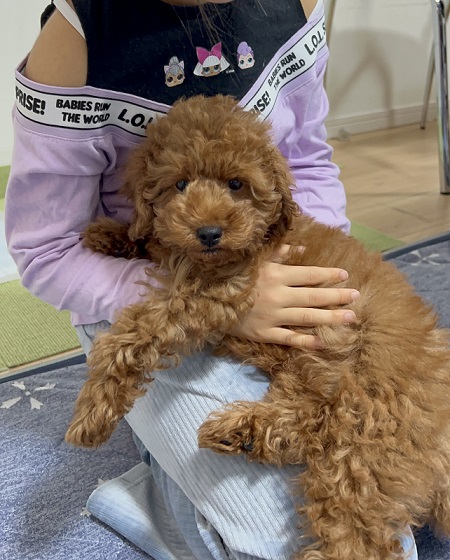 分離不安症のトイプー