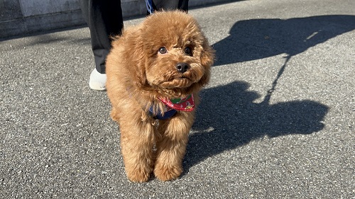 散歩中のトイプー