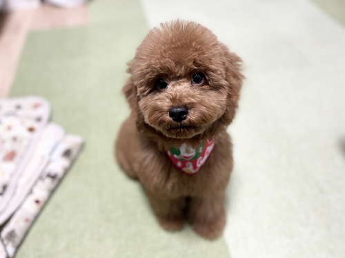 カメラ目線のトイプー