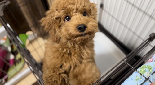 見上げるトイプー