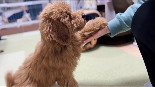 お手するトイプー