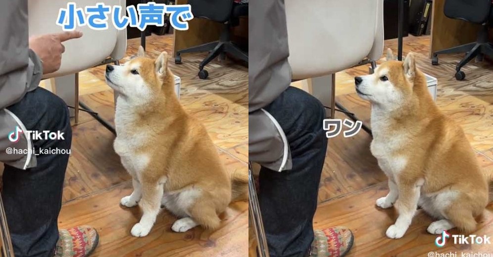 柴犬に「小さい声で」というと……？　言葉を理解している様子に「私より賢い」「かわいくて無限再生」と称賛の声 | ねとらぼ