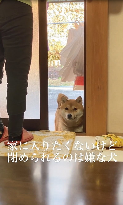 拗ねた顔で横になる猫しっぽが左側に