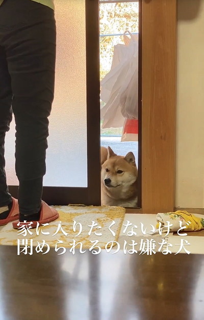 丸くなる猫