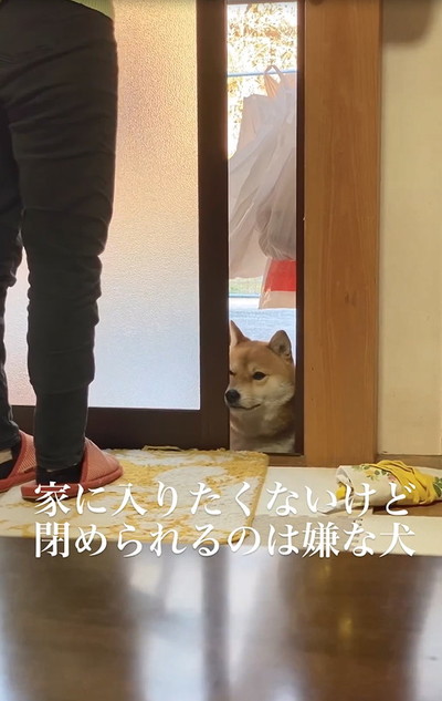 扉に挟まる犬