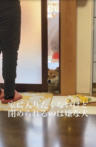 扉に挟まる犬