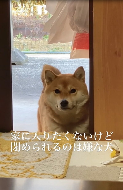 したり顔の犬