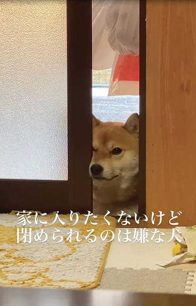 扉に挟まれる犬
