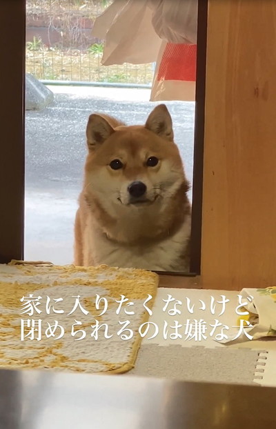 したり顔の犬