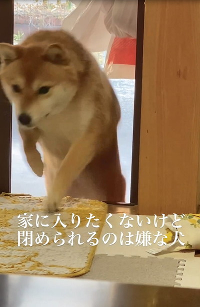 扉から入る犬