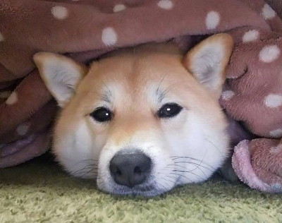 こたつにくるまる犬