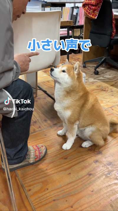 会長柴犬が小さい声でワンと鳴く