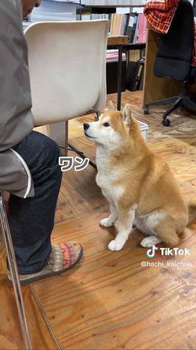 会長柴犬が小さい声でワンと鳴く