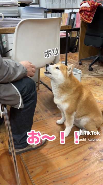 会長柴犬が小さい声でワンと鳴く