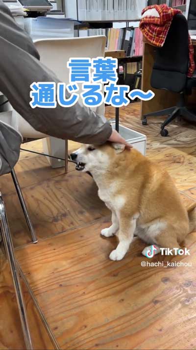 会長柴犬が小さい声でワンと鳴く