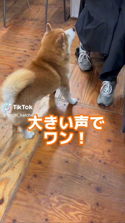会長柴犬が小さい声でワンと鳴く