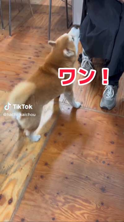 会長柴犬が小さい声でワンと鳴く