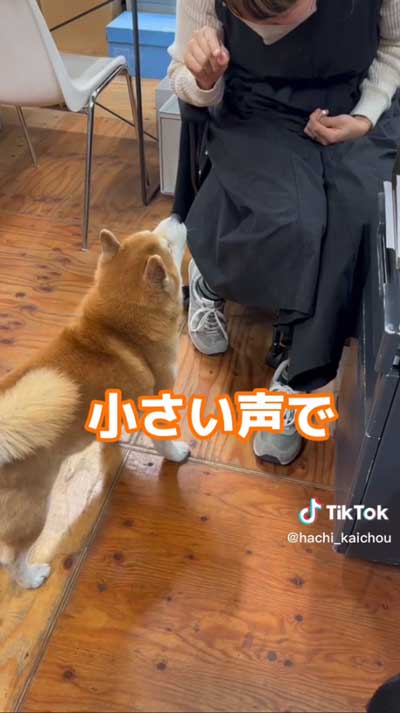 会長柴犬が小さい声でワンと鳴く