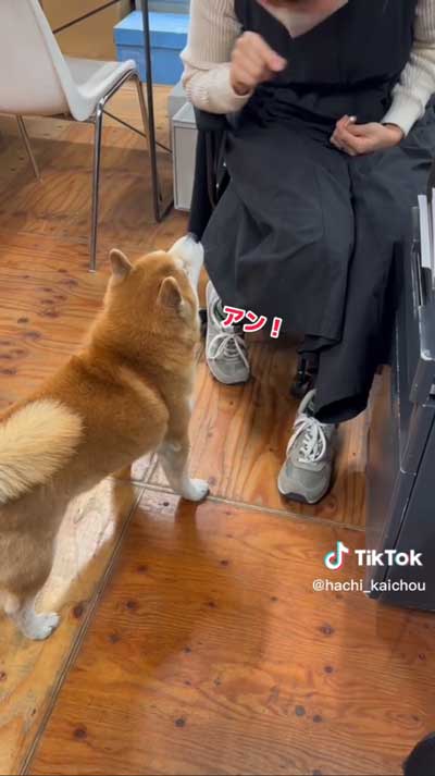 会長柴犬が小さい声でワンと鳴く