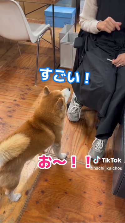 会長柴犬が小さい声でワンと鳴く