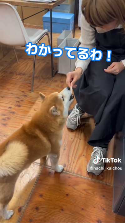 会長柴犬が小さい声でワンと鳴く