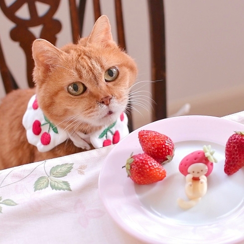 いちごのかぶりものをした猫