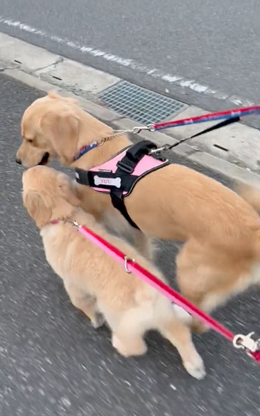 母犬と一緒のお散歩がうれしい子犬