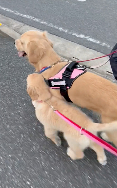 母犬と一緒のお散歩がうれしい子犬