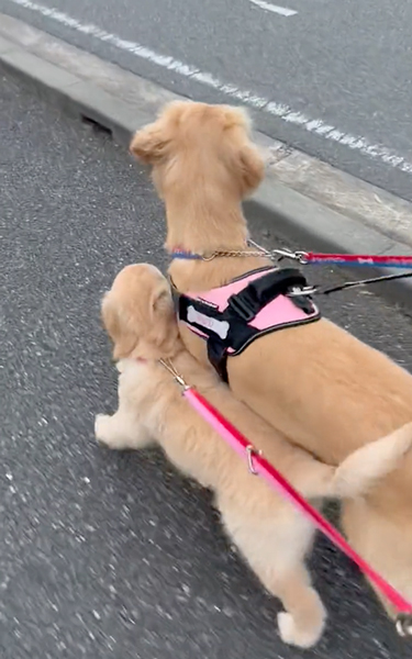 母犬と一緒のお散歩がうれしい子犬