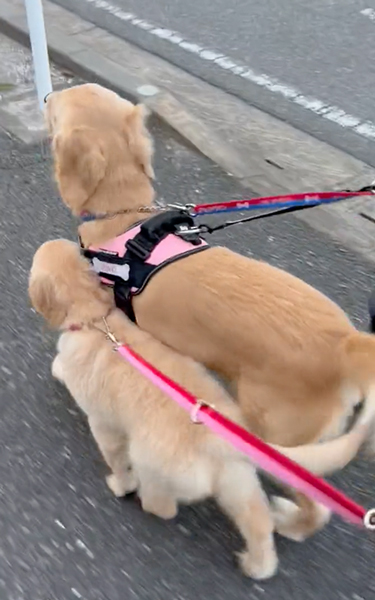 母犬と一緒のお散歩がうれしい子犬