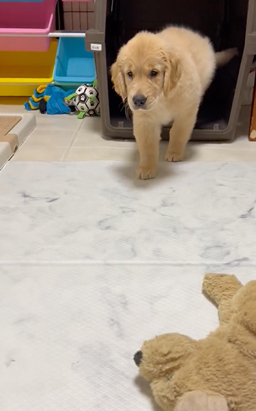 猫を見て育ったゴールデンレトリバー