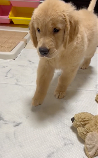 猫を見て育ったゴールデンレトリバー