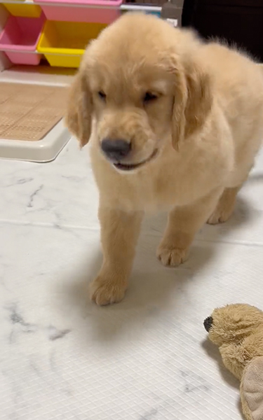 猫を見て育ったゴールデンレトリバー