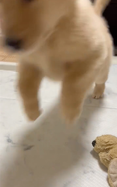 猫を見て育ったゴールデンレトリバー