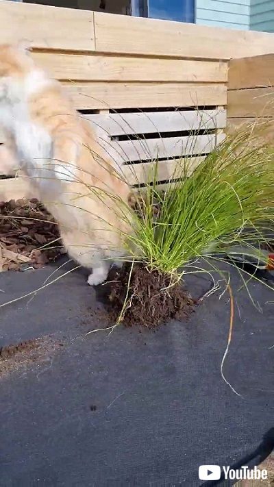 植栽を妨害する猫