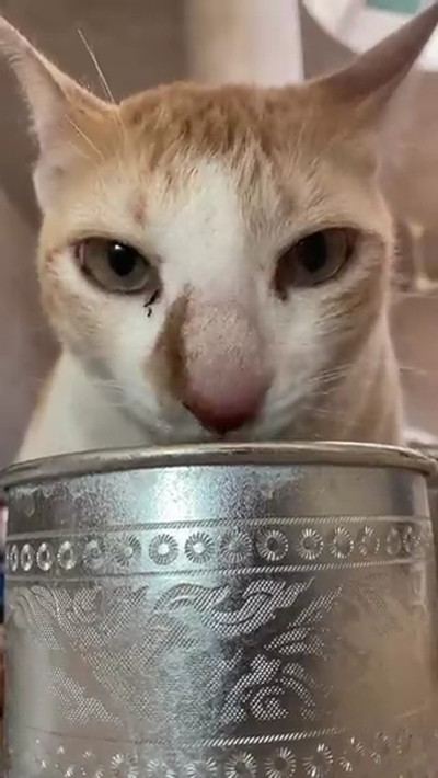 水を飲む猫