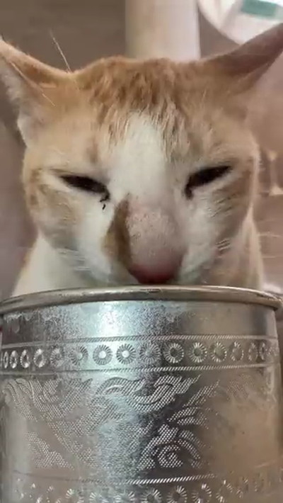 水を飲む猫