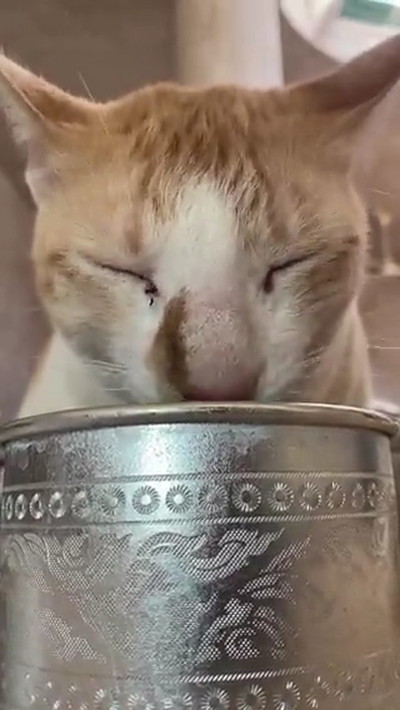 水を飲む猫