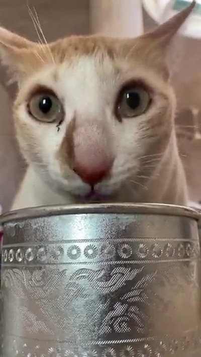 水を飲む猫